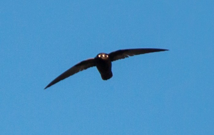 Spot-fronted Swift - ML637628661