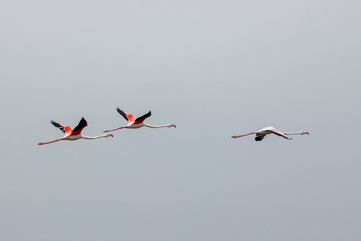 Greater Flamingo - ML637628663