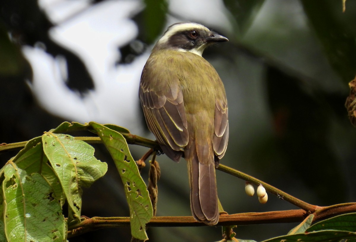 Social Flycatcher - ML637628665