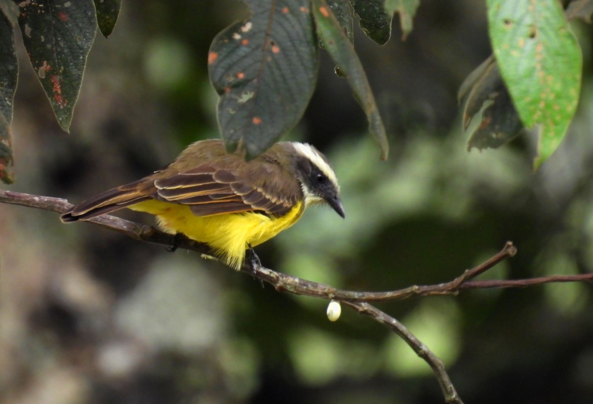 Social Flycatcher - ML637628666