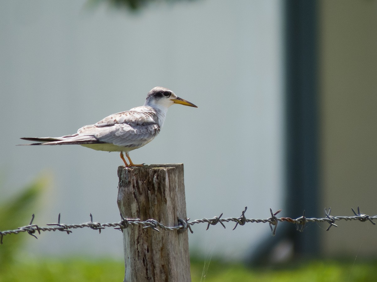Yellow-billed Tern - ML637628678