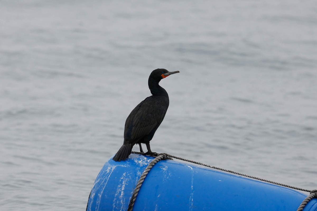 Cape Cormorant - ML637628687