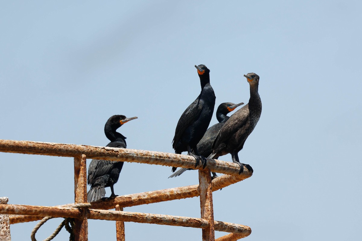 Cape Cormorant - ML637628688