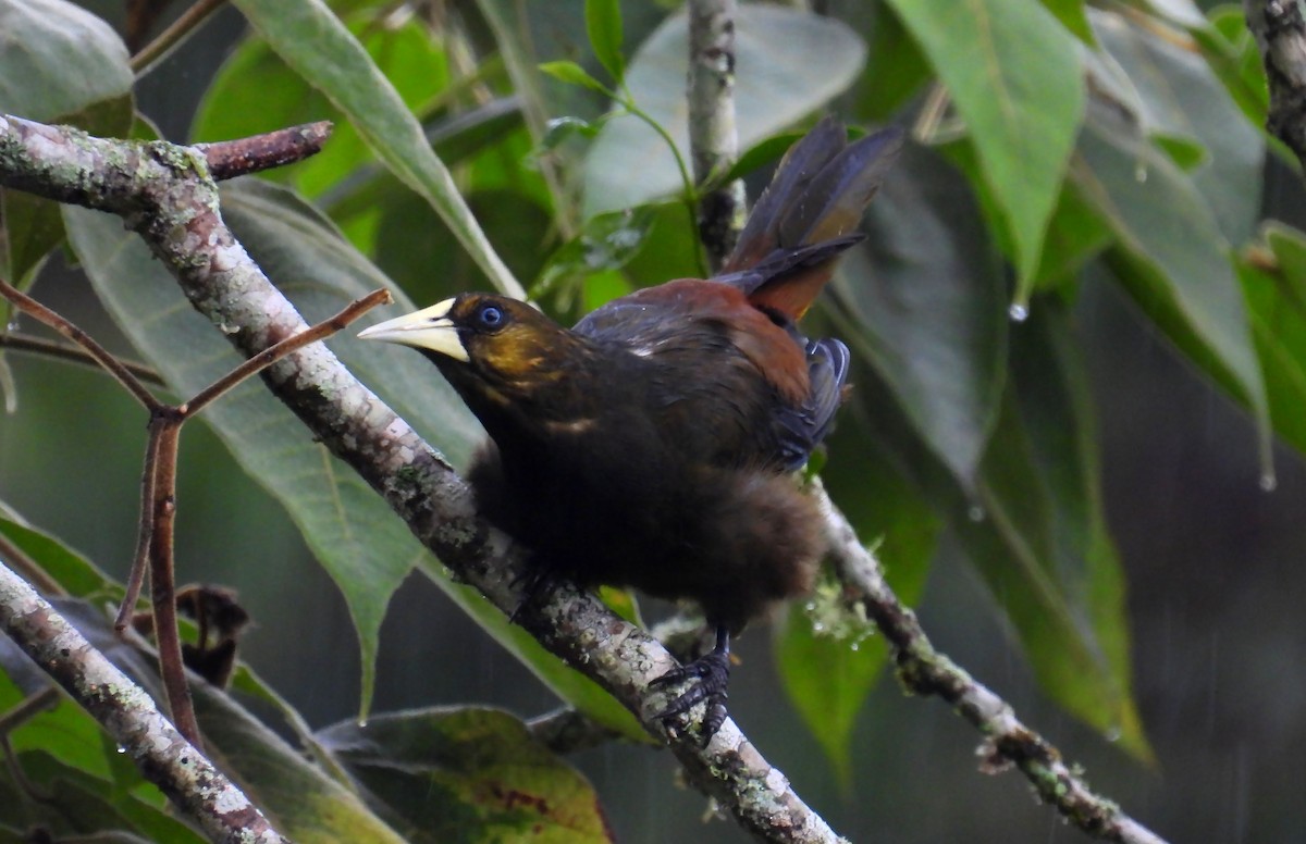 Dusky-green Oropendola - ML637628699