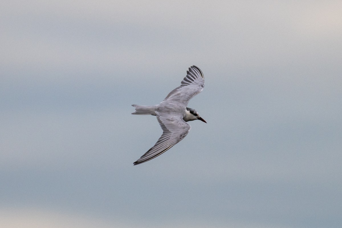 Whiskered Tern - ML637628700
