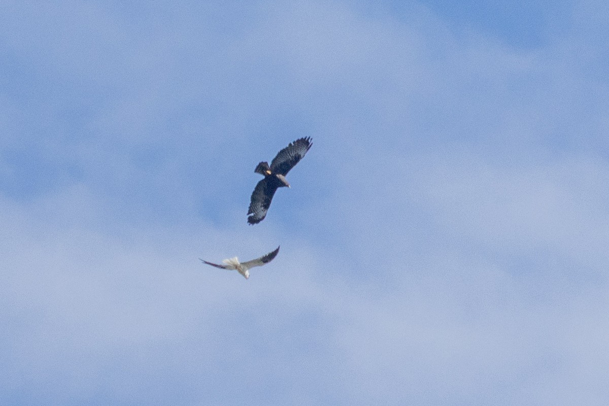 Short-tailed Hawk - ML637628704