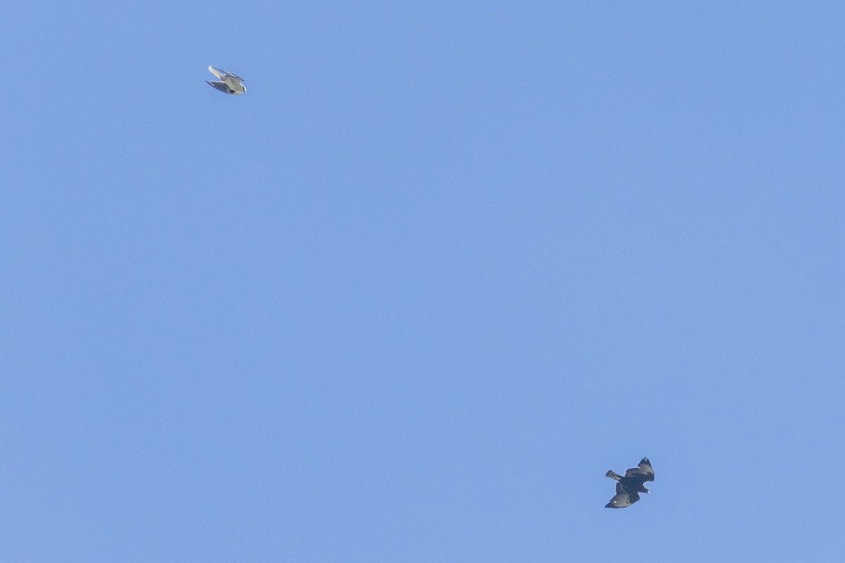 Short-tailed Hawk - ML637628705