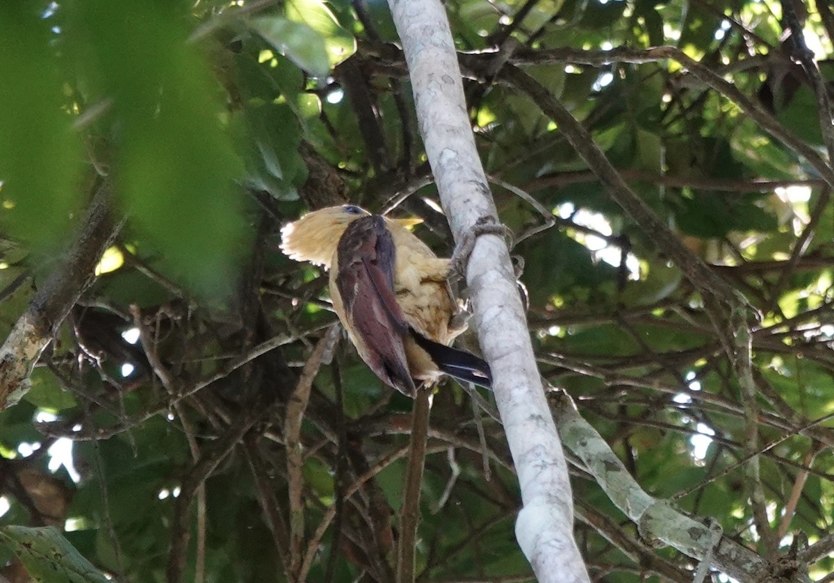 Cream-colored Woodpecker - ML637628728
