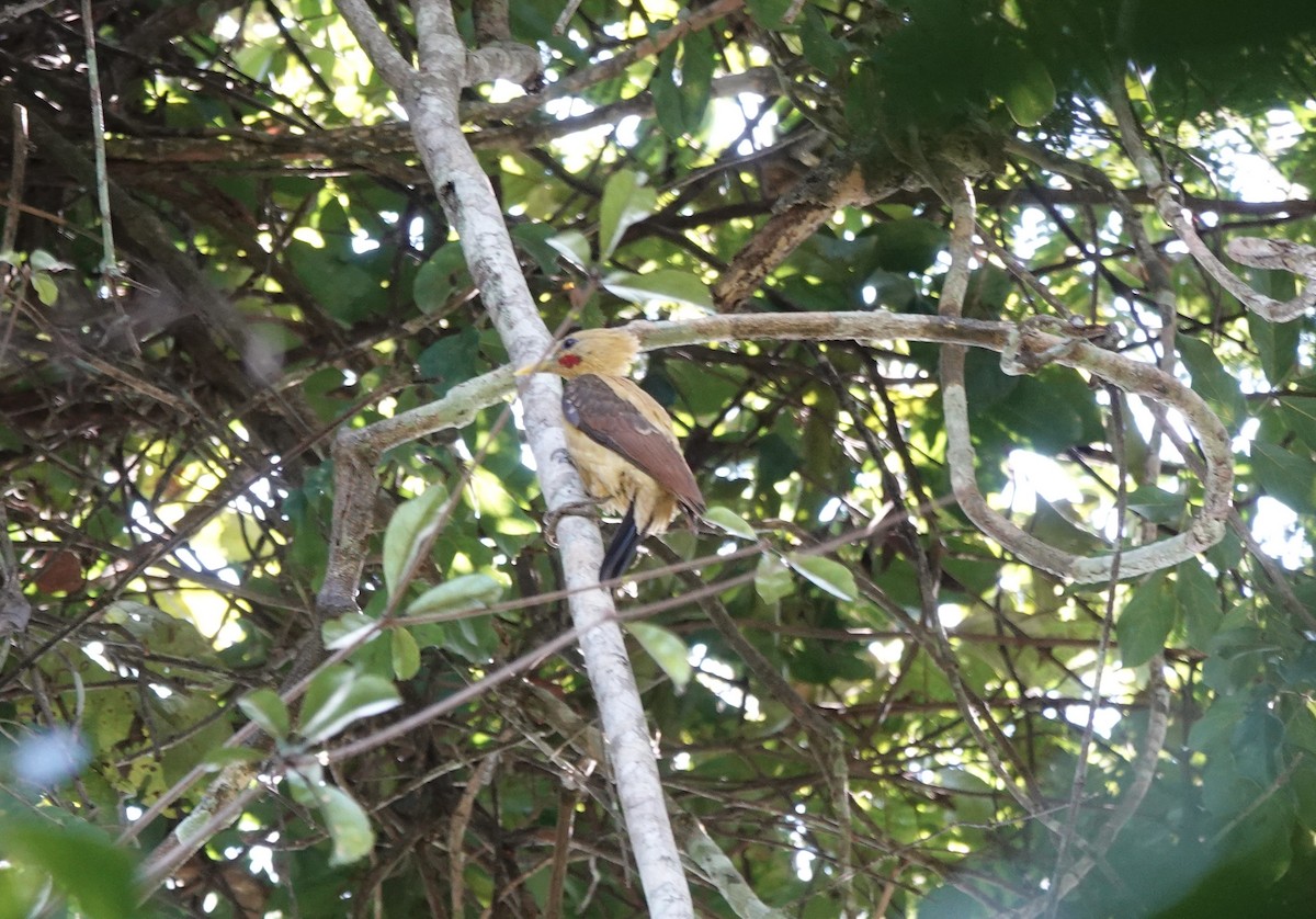 Cream-colored Woodpecker - ML637628729