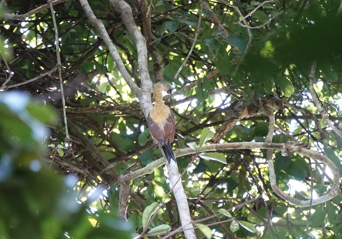 Cream-colored Woodpecker - ML637628730