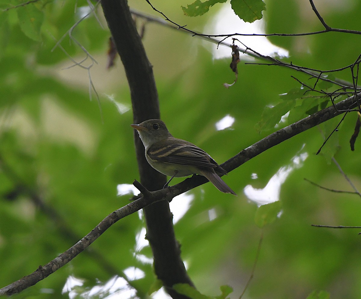 Acadian Flycatcher - ML637628740