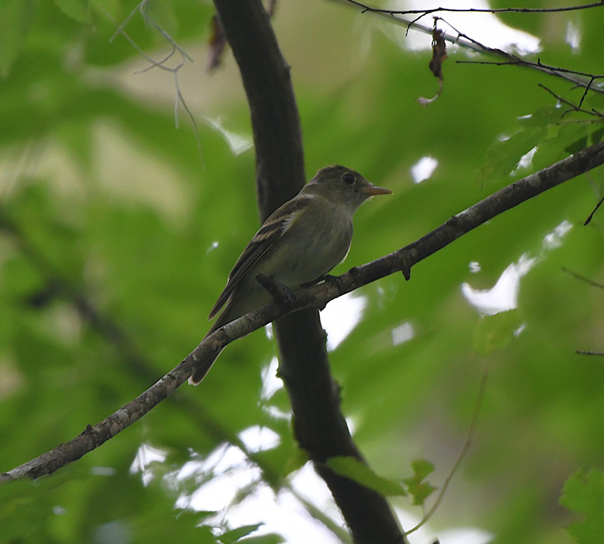 Acadian Flycatcher - ML637628749