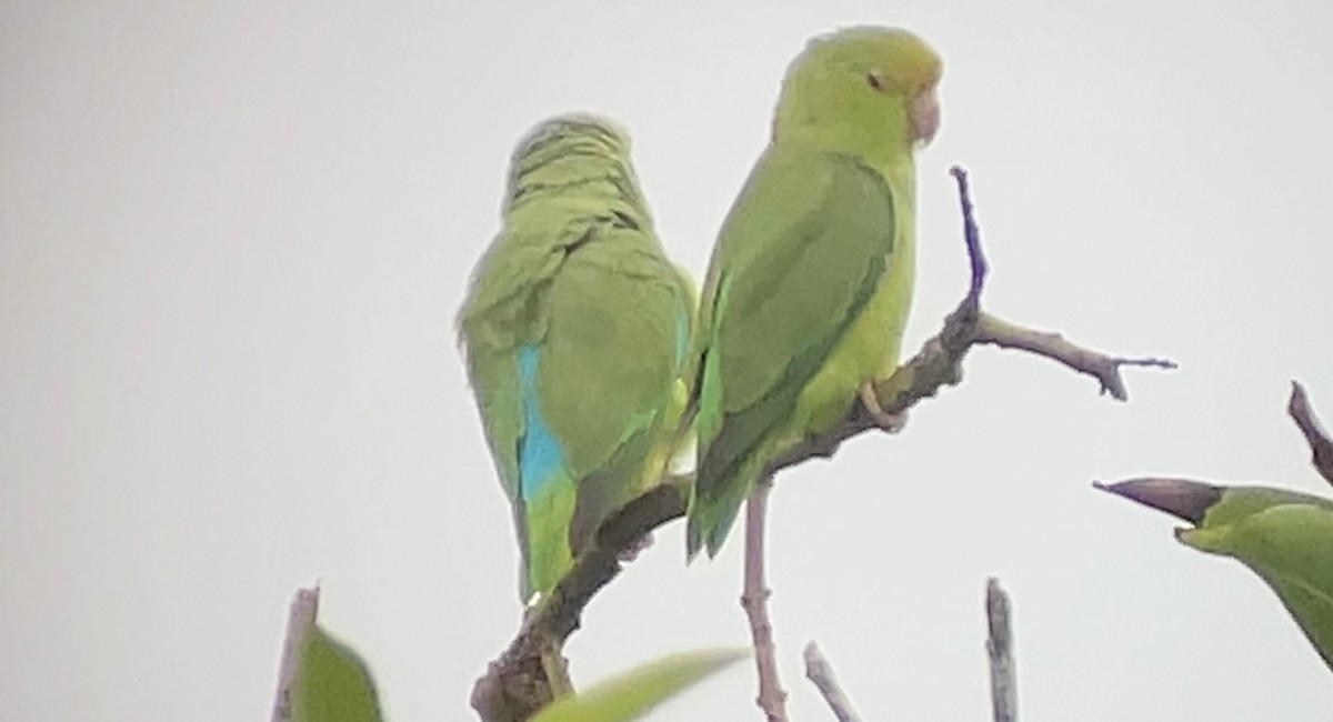 Turquoise-winged Parrotlet - ML637628757