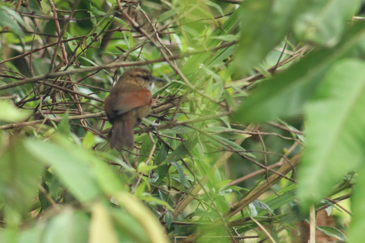 Stripe-breasted Spinetail - ML637628758