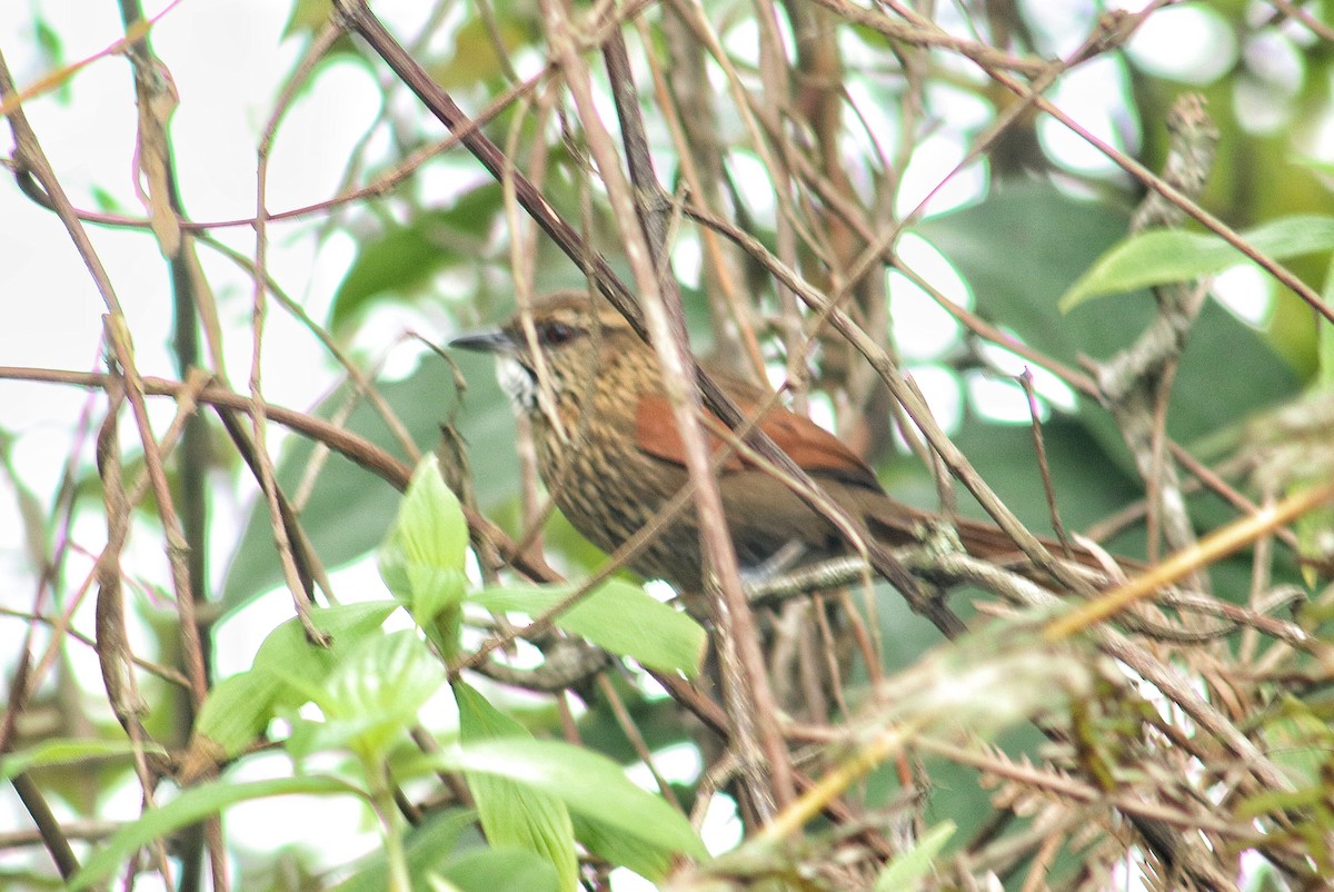 Stripe-breasted Spinetail - ML637628759