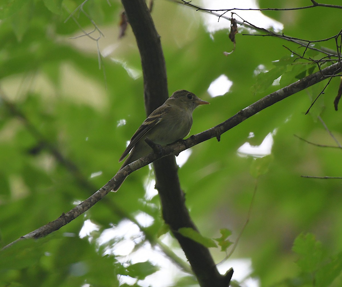 Acadian Flycatcher - ML637628761
