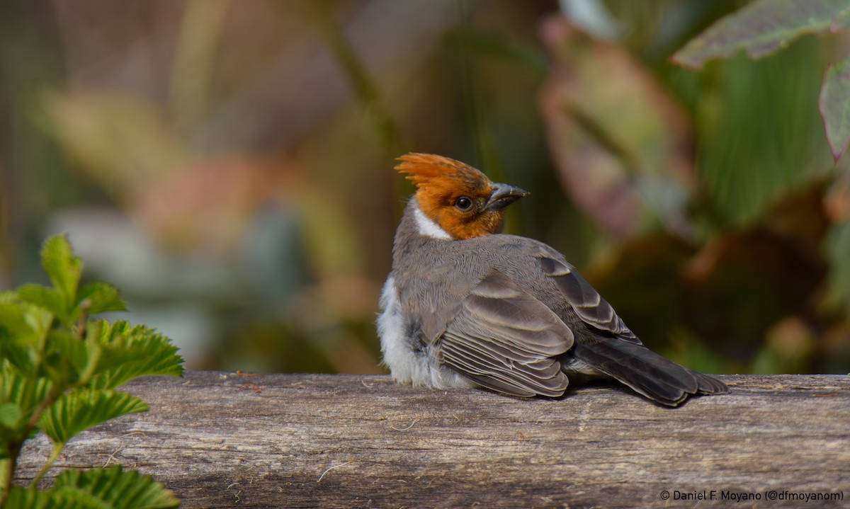 Red-crested Cardinal - ML637628766