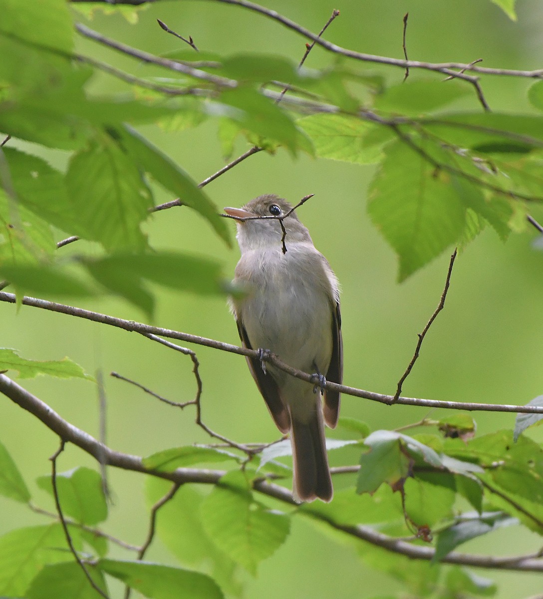 Acadian Flycatcher - ML637628774
