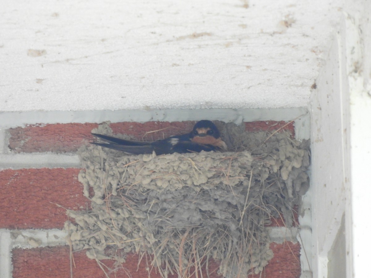 Barn Swallow - ML637628827