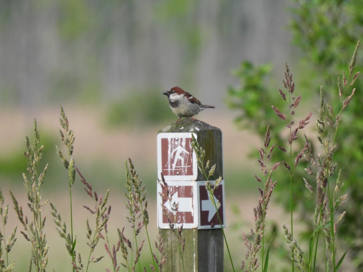 House Sparrow - ML637628831