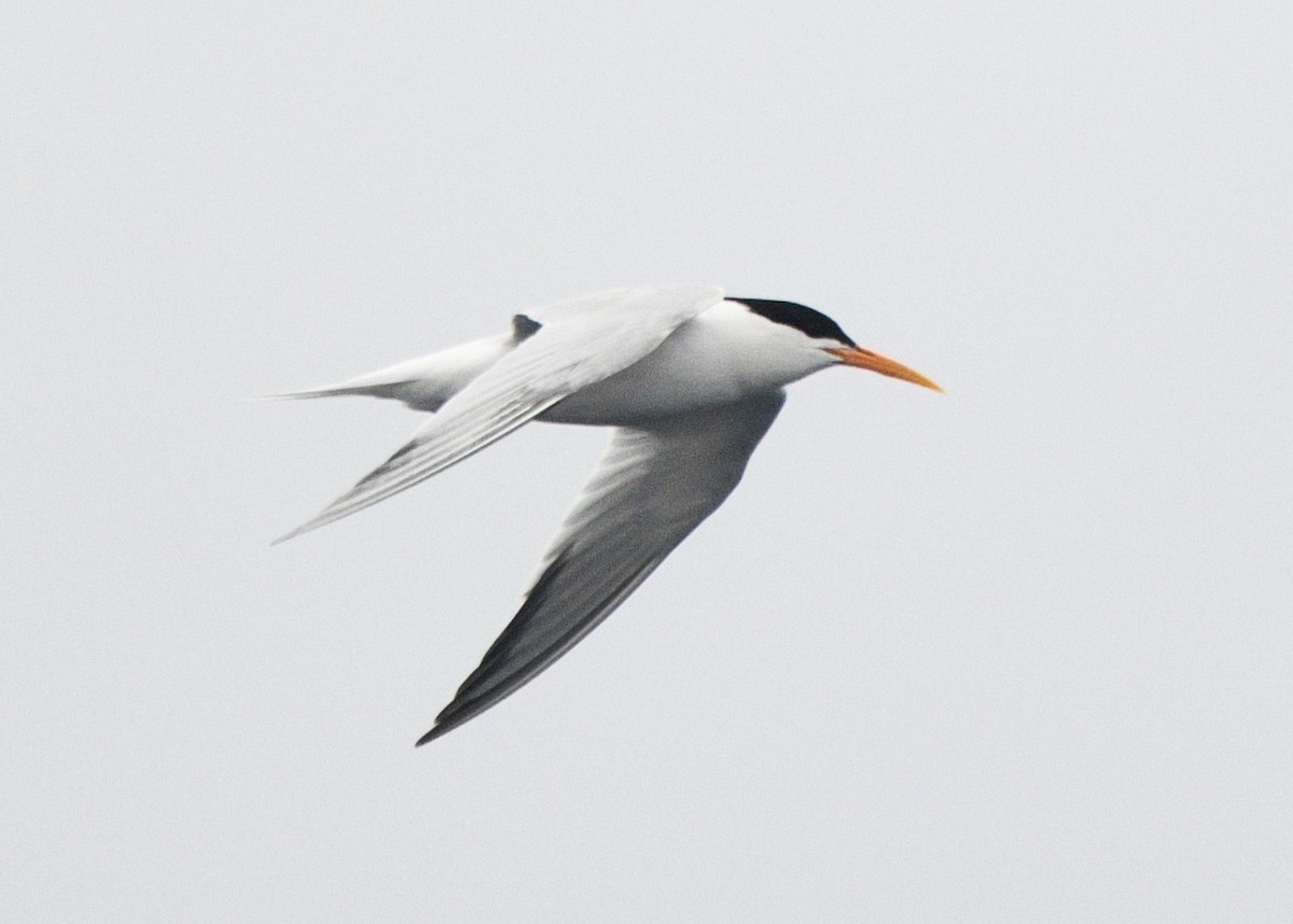 Elegant Tern - ML637628844