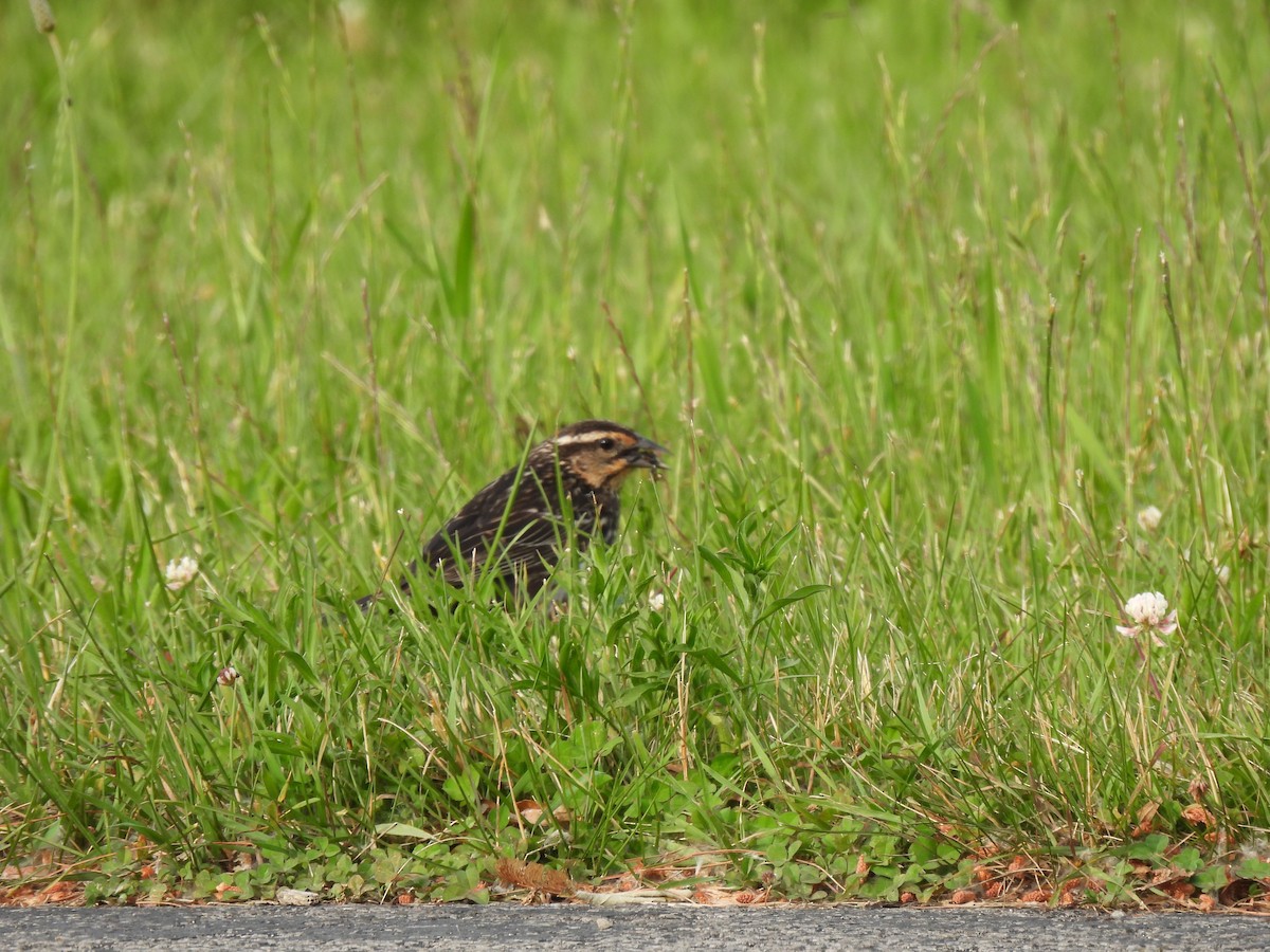 Red-winged Blackbird - ML637628845