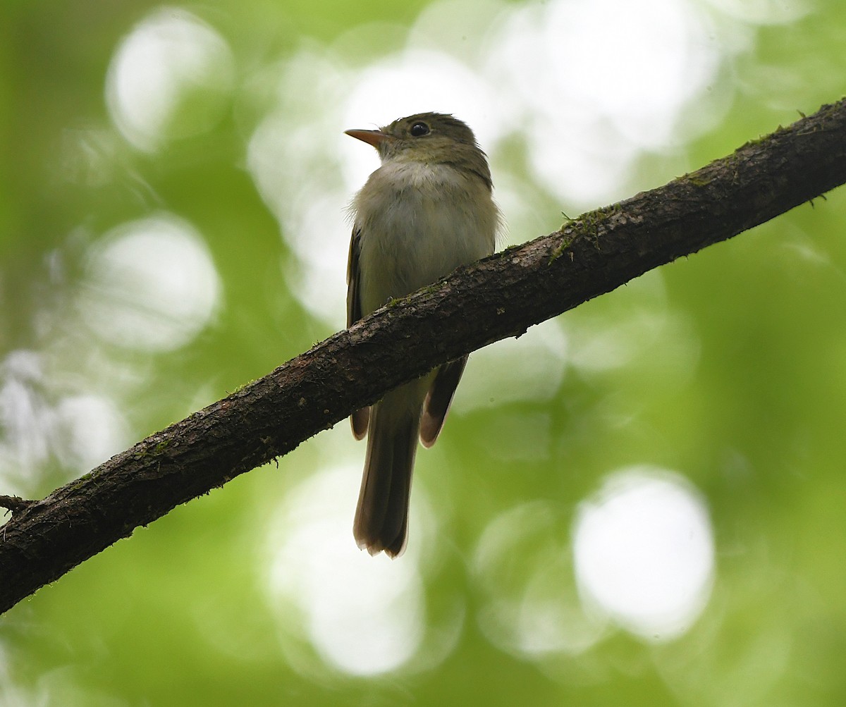 Acadian Flycatcher - ML637628866