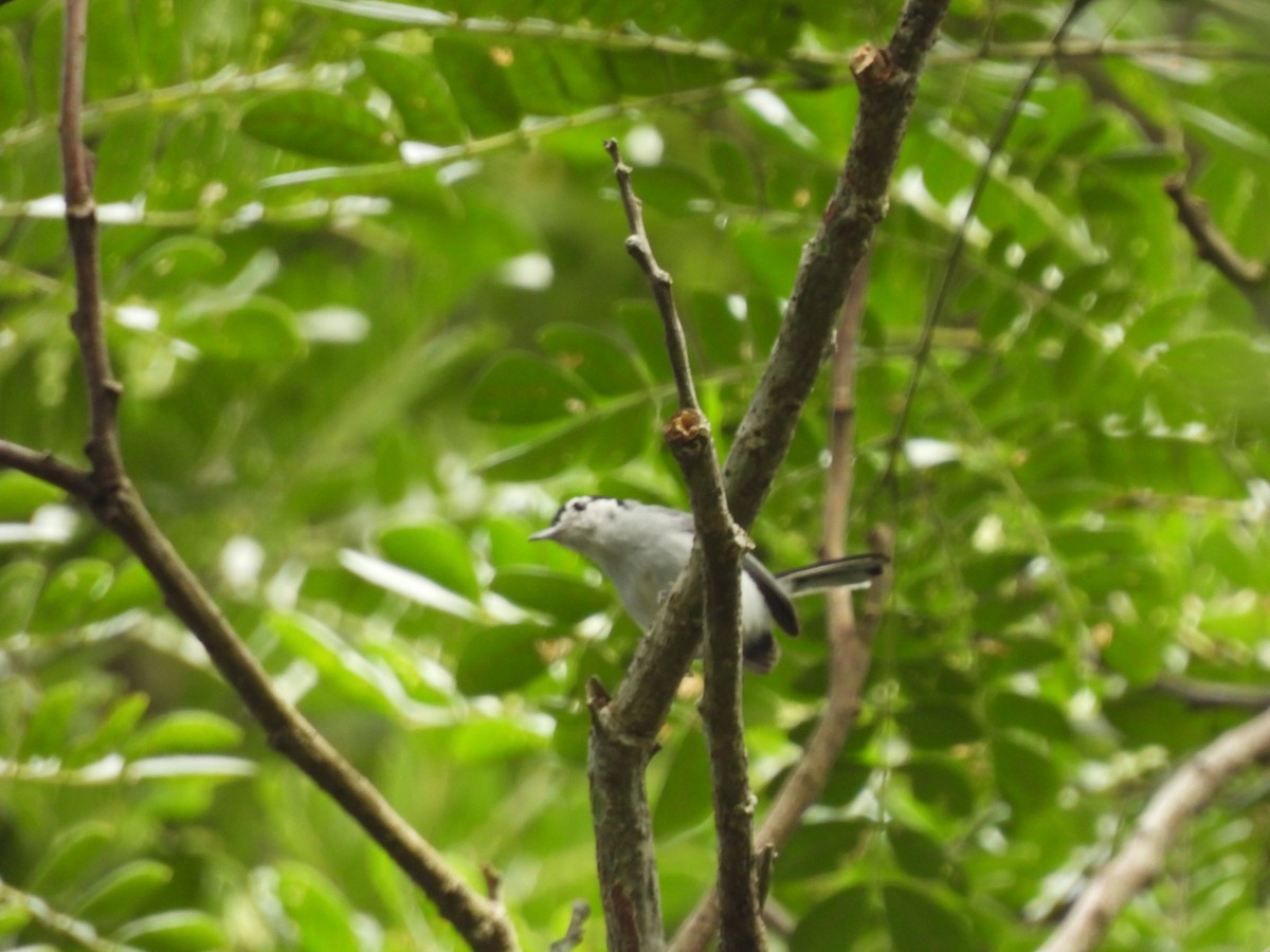 White-browed Gnatcatcher - ML637628936