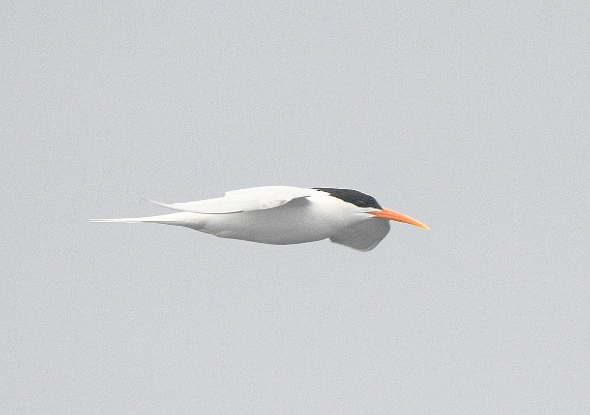 Elegant Tern - ML637628954