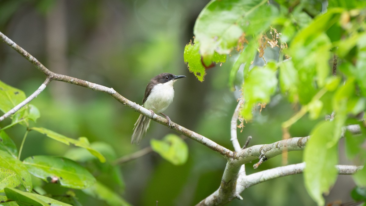 Black-headed Apalis - ML637628955