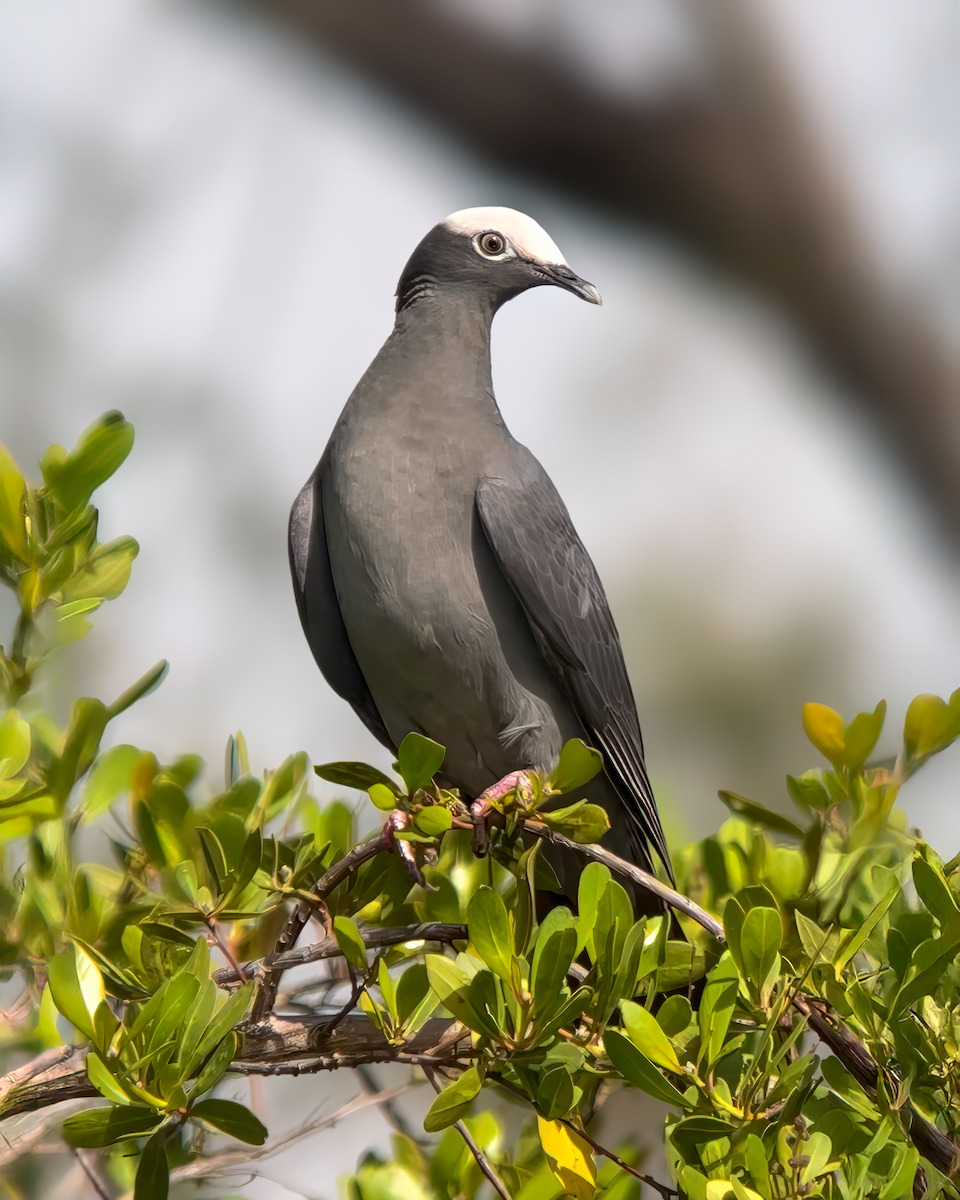 White-crowned Pigeon - ML637628967