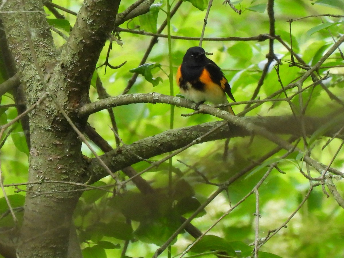 American Redstart - ML637628976