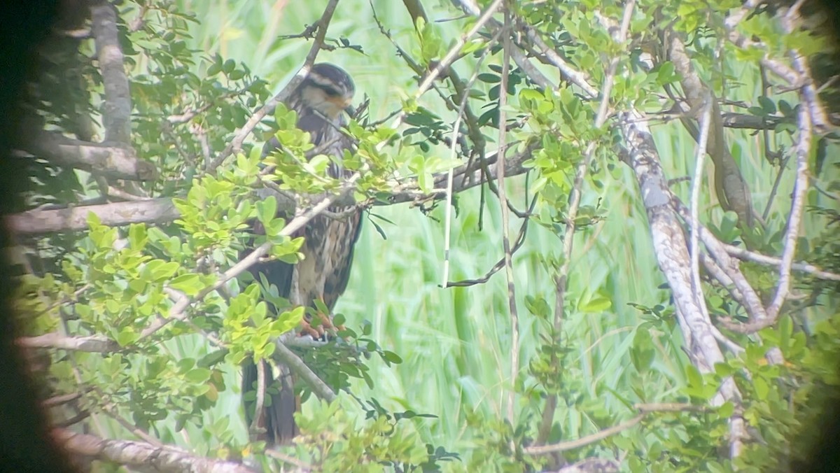 Snail Kite - ML637628977