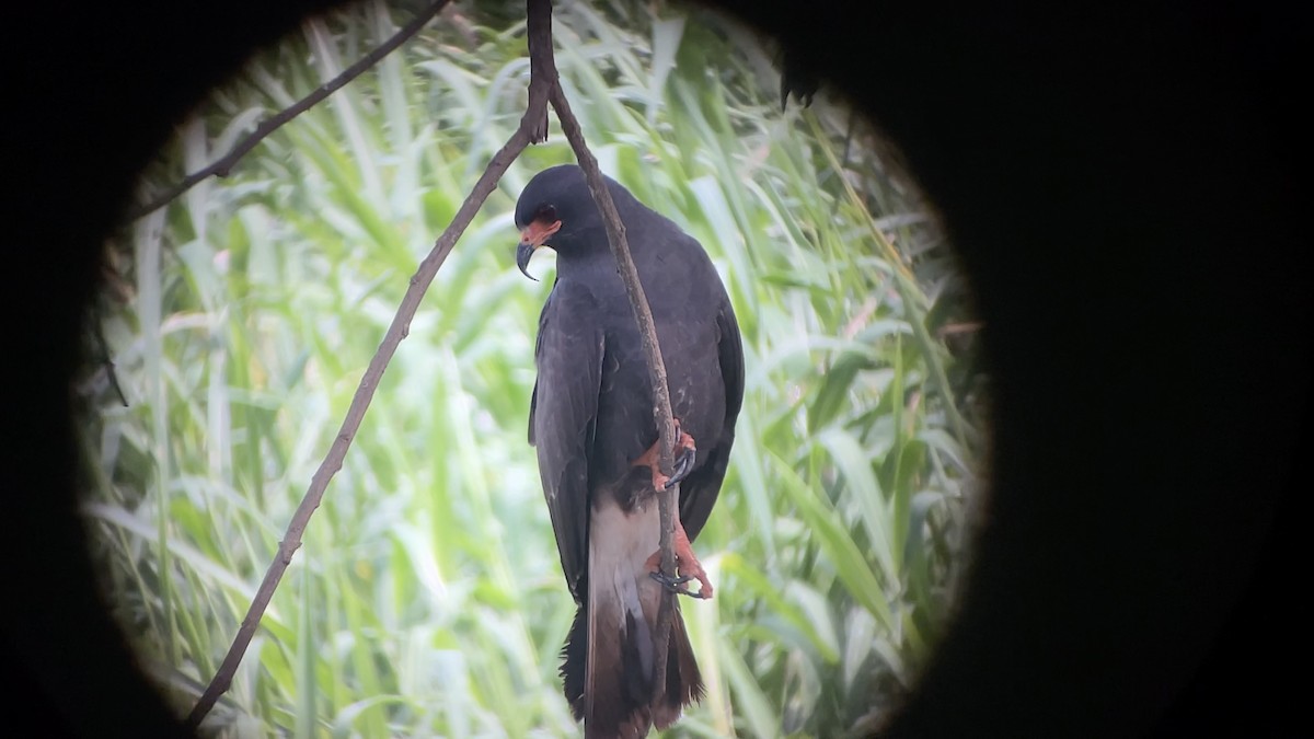 Snail Kite - ML637628978