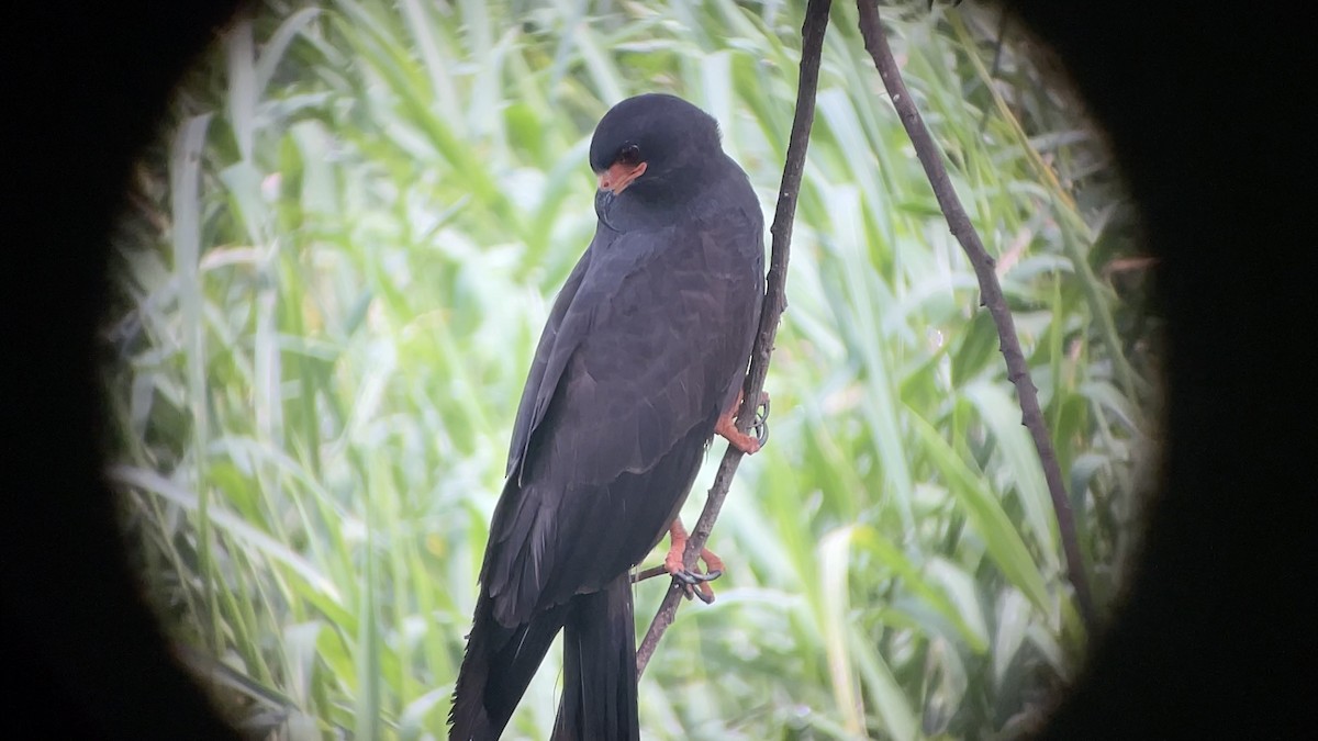 Snail Kite - ML637628979