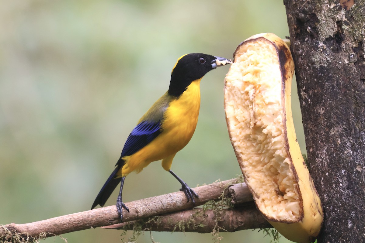 Black-chinned Mountain Tanager - ML637628980