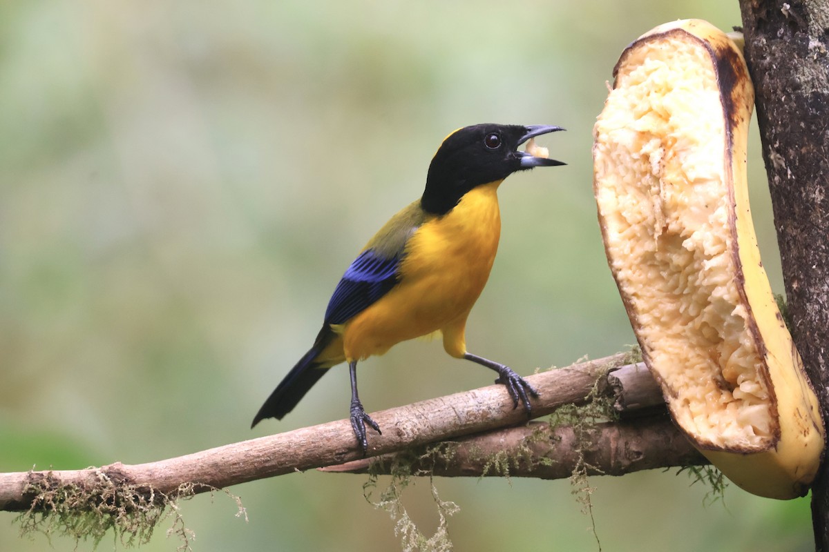 Black-chinned Mountain Tanager - ML637628981