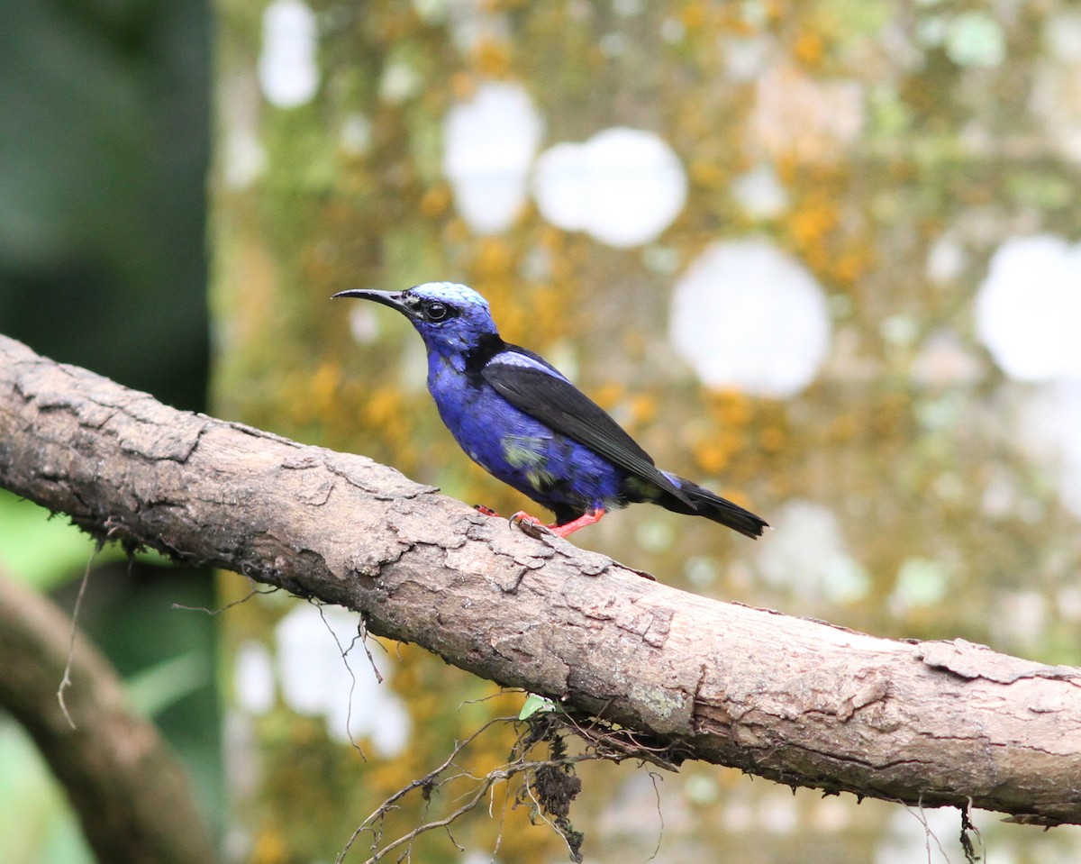 Red-legged Honeycreeper - ML637628991