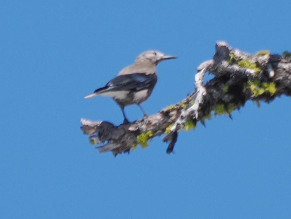 Clark's Nutcracker - ML637628993