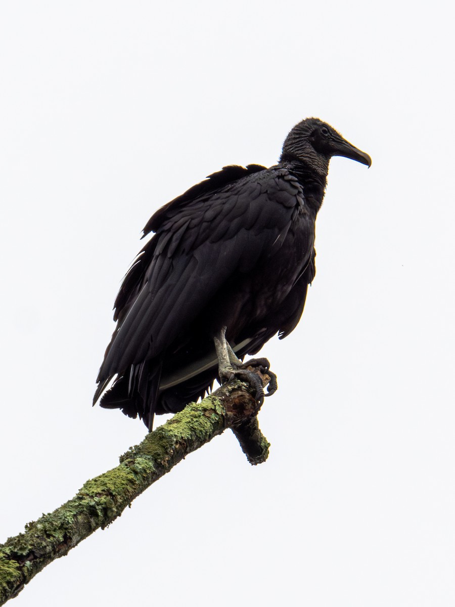 Black Vulture - ML637629012