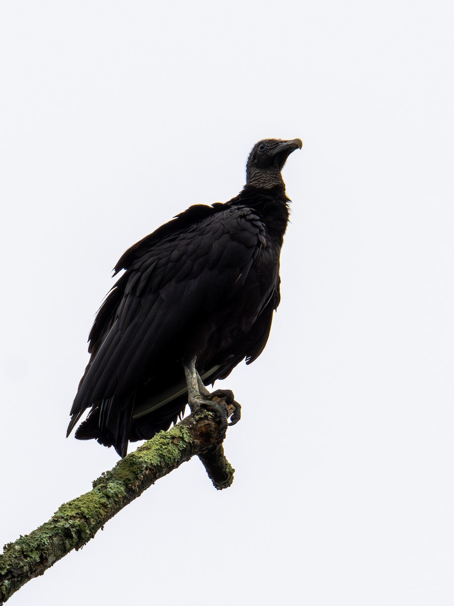 Black Vulture - ML637629013