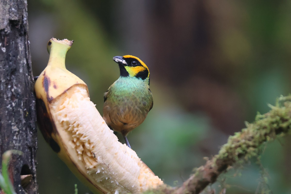 Flame-faced Tanager - ML637629022