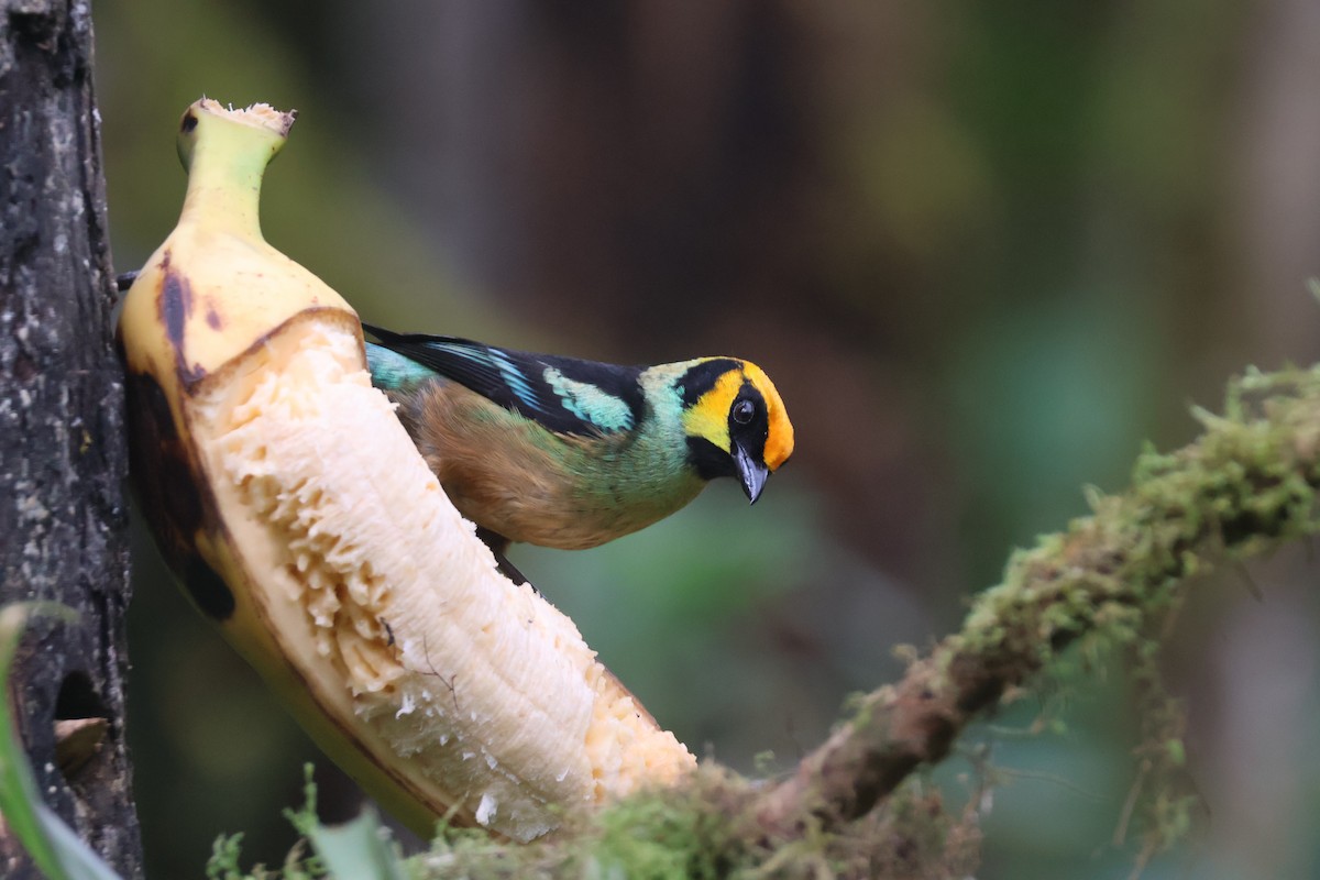 Flame-faced Tanager - ML637629023