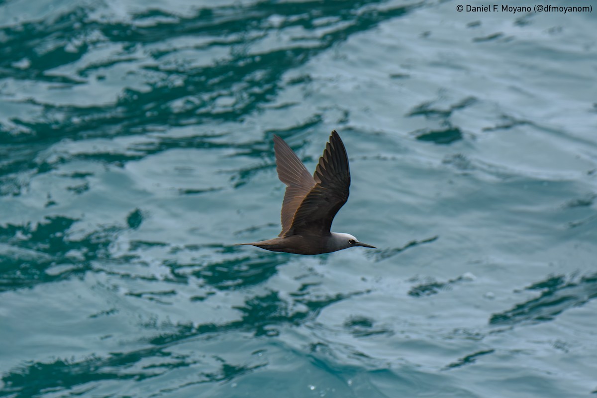 Black Noddy - ML637629054