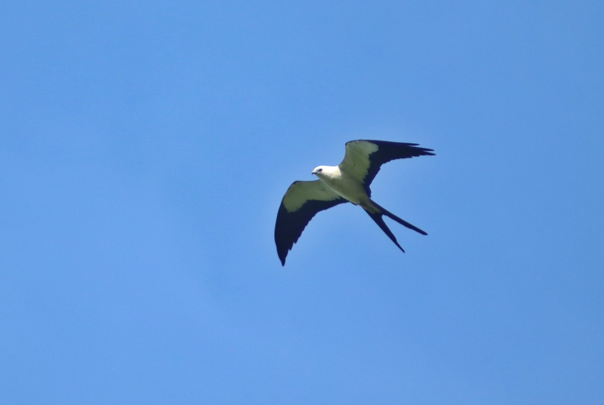 Swallow-tailed Kite - ML637629055
