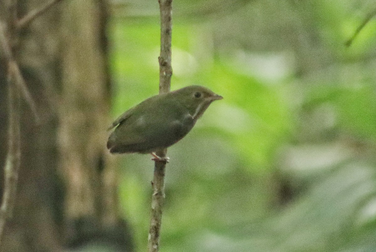 Golden-headed Manakin - ML637629061