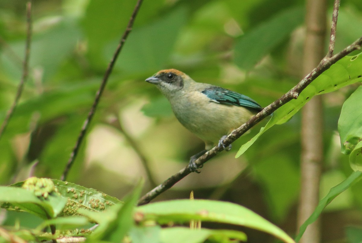 Burnished-buff Tanager - ML637629080