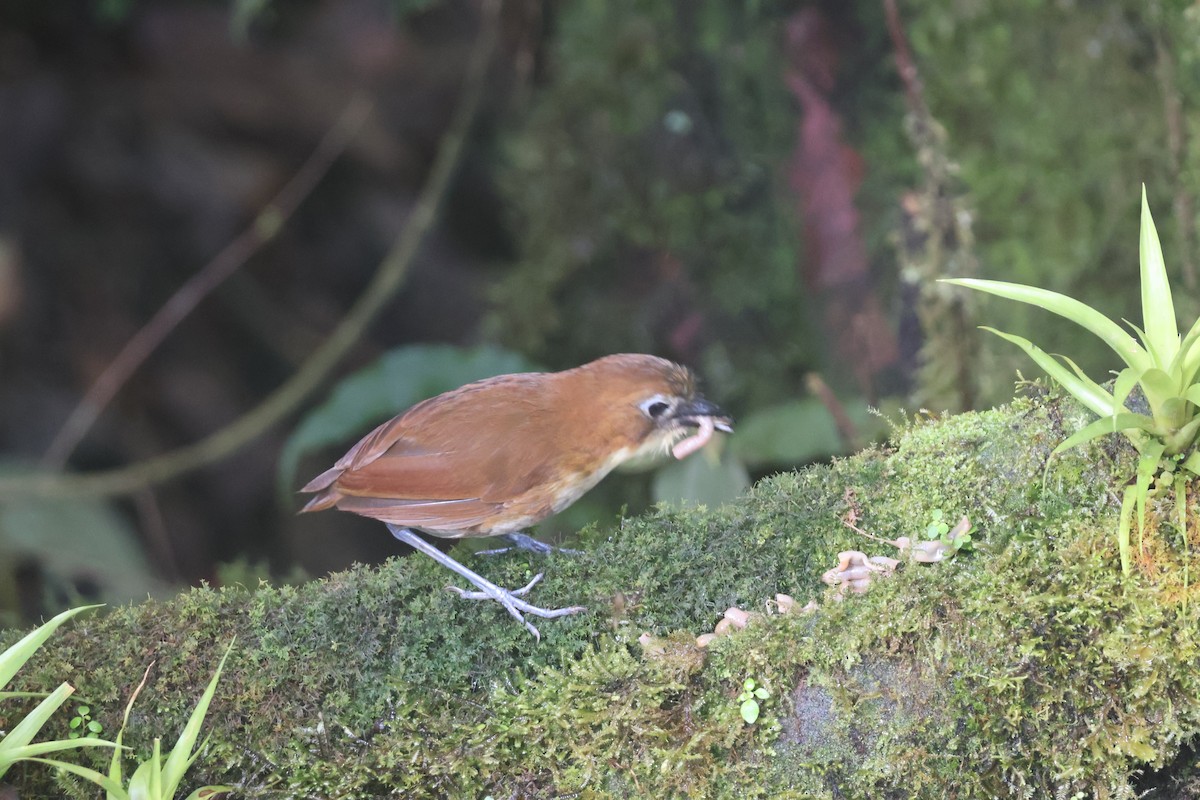 Yellow-breasted Antpitta - ML637629104