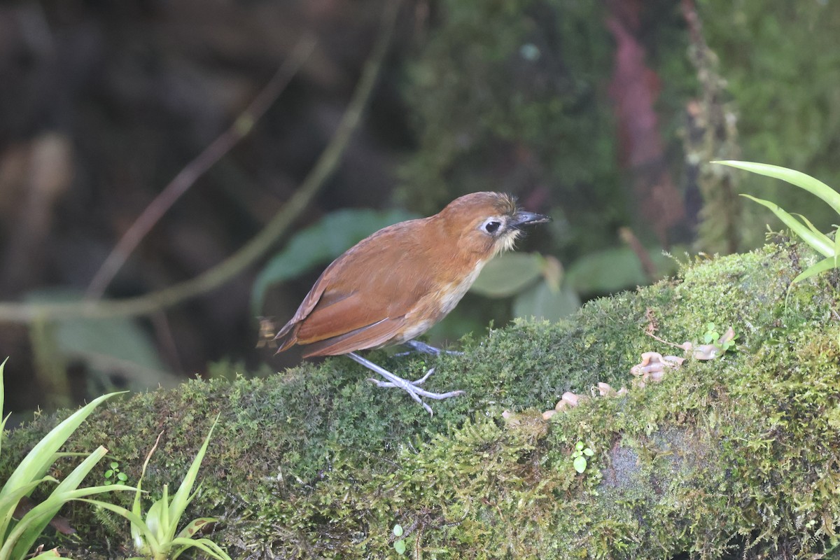 Yellow-breasted Antpitta - ML637629105