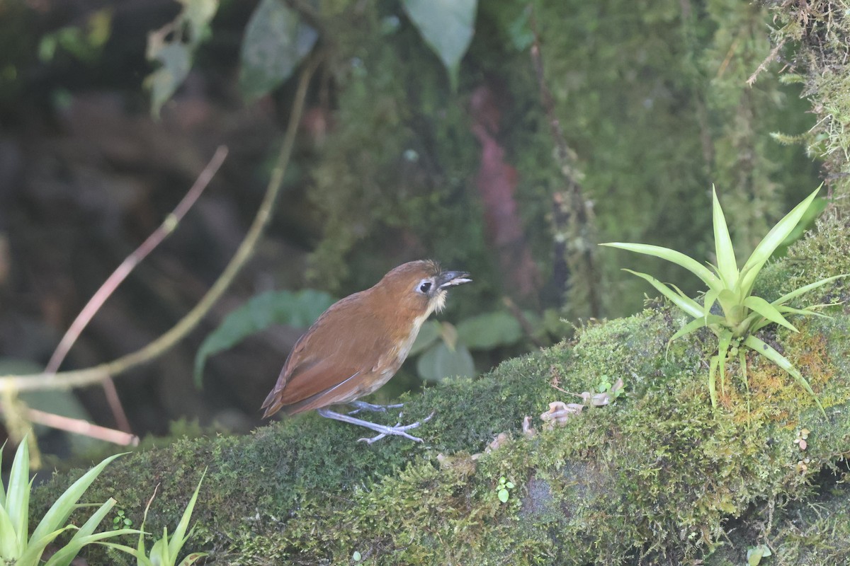 Yellow-breasted Antpitta - ML637629106